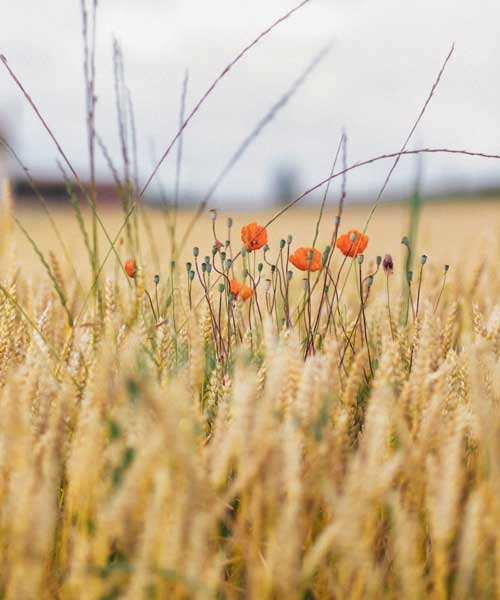 Pro Guided tours only 