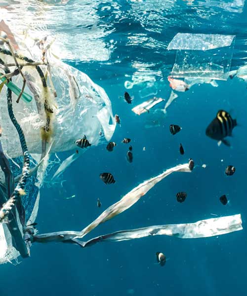 DM多语言建站系统